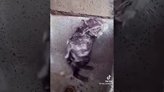 Сплинтер Моется