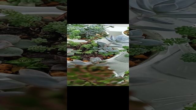 1000147564.mp4