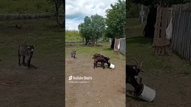 Козе нужно проверить каждое ведерко