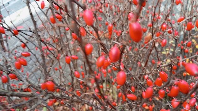 Анапа. парк Джунгли. неизвестные кустарники.