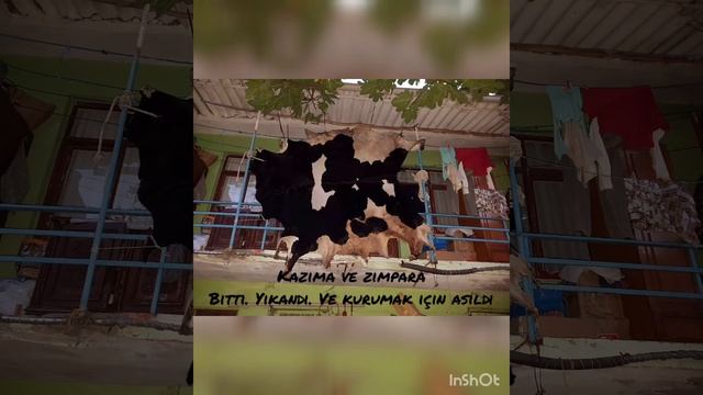 Büyük baş hayvan derisi işleme