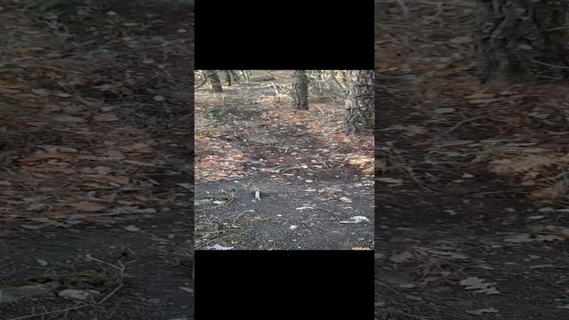 спуск в овражек со стороны Кабана.