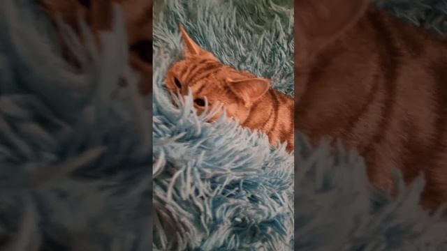 Иви ждет ❤️