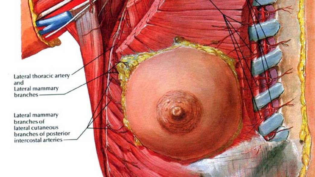 АНАТОМИЯ МОЛОЧНЫХ ЖЕЛЕЗ. ПРОФЕССОР КИЖАЕВ Е. В.
