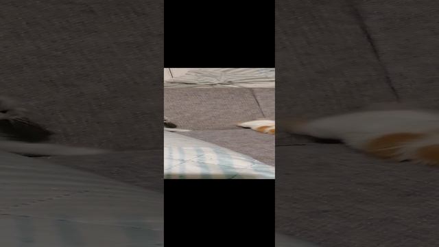 VID_20241208_1111