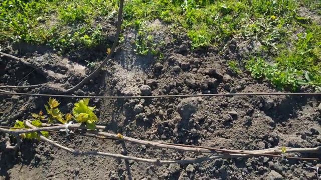 Виноград. Оставлял 2 лозы на урожай. Что получилось