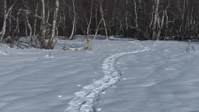 Ски-тур в Архызе