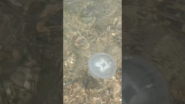 Бессмертные медузы