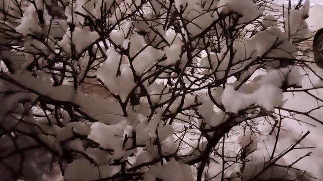 первый снег - чистый ковёр