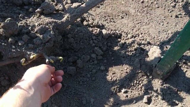 Виноград. Корни росянки. Которые сами по себе....