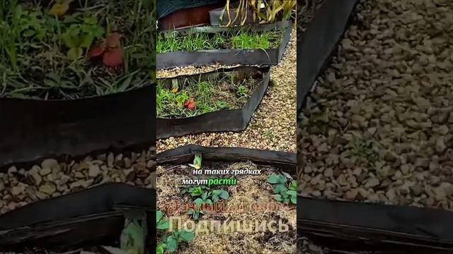 Круглые грядки? А ЧТО ТАК МОЖНО было???