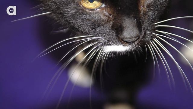 What Are Whiskers For?