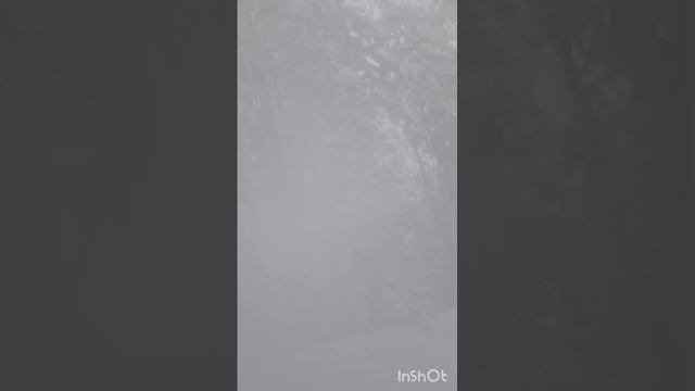 Снежики