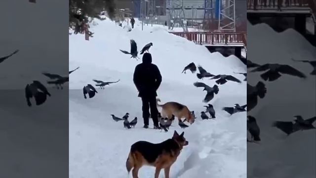Человек ворон