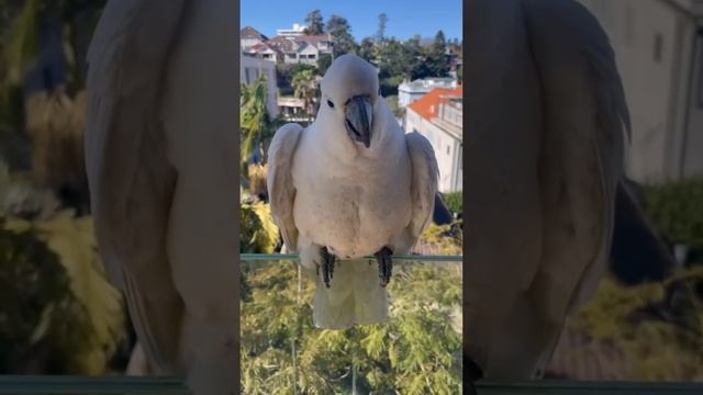 Пес в гримерке.