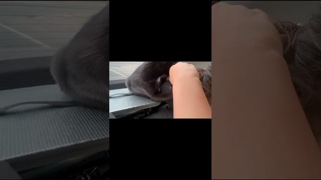 🥰 Очень забавный приветик из дома от нашего выпускника, малыша Севы, приемыша нашей Триши 🥰