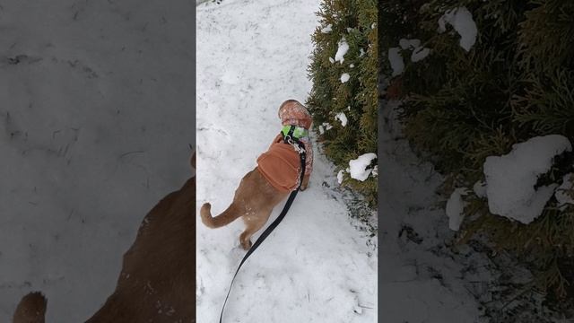 Милый котик. Как Марсик одевается на прогулку❄