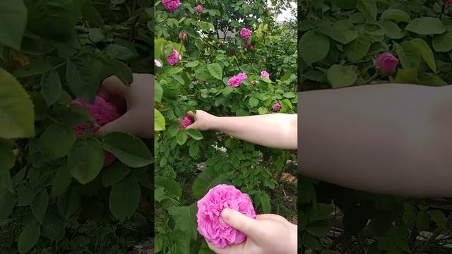 Столистная роза пророка Мохаммада. #centifolia, #Rosa_centifolia, #Cabbage_Rose, #May_