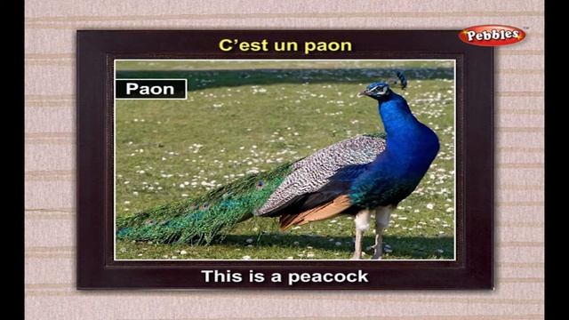 Learn Birds Names in French | Learn French Through English | Learn French For Beginners | Grammar