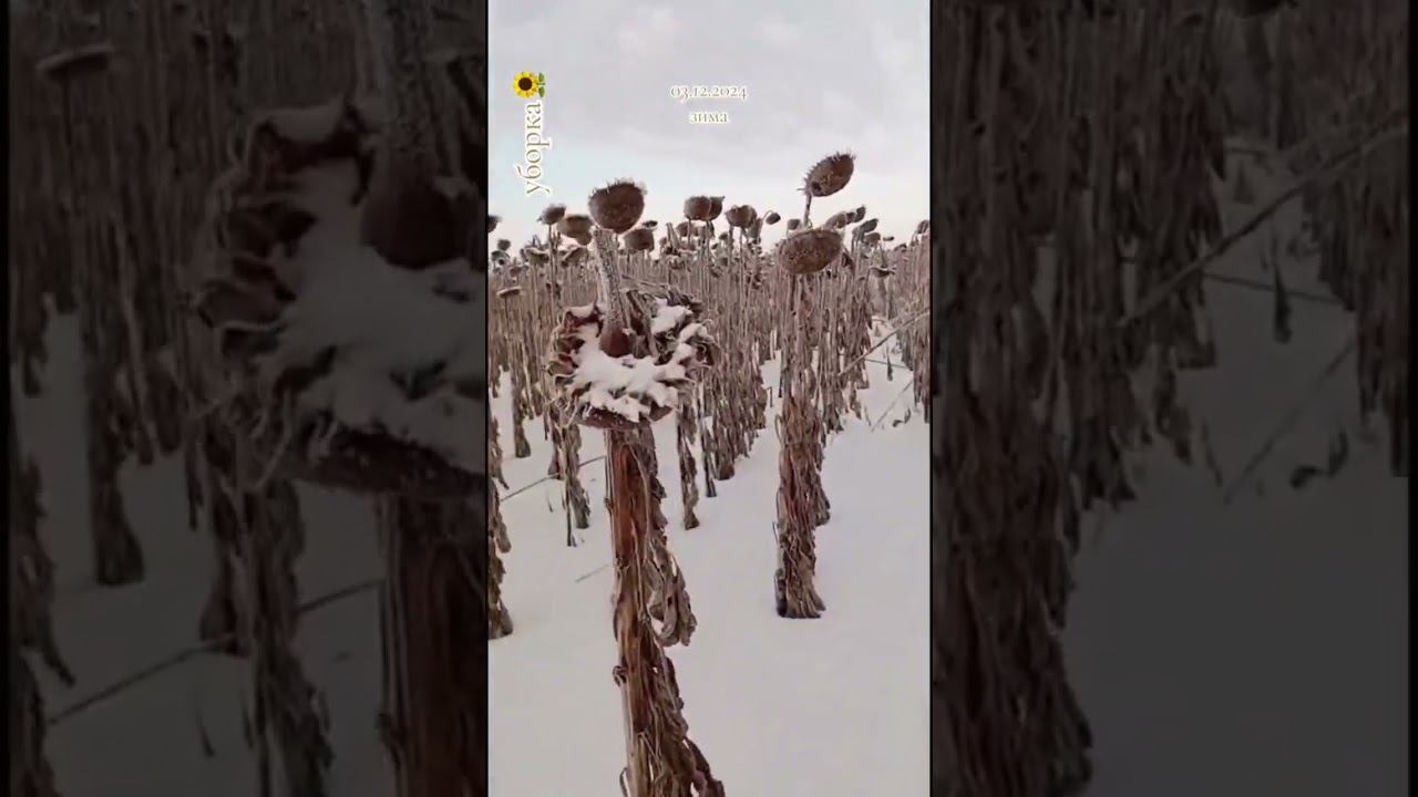 Уборка подсолнуха #колхоз #farming #комбайн #agro #трактор #сельскоехозяйство