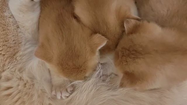 Котятки 3,5 недели сосут мамино молочко))