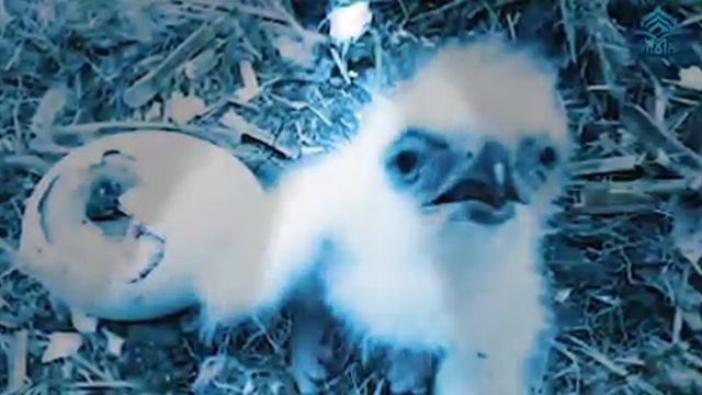 Буркут мотивационный ролик