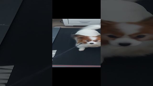 20241126_123454.mp4
