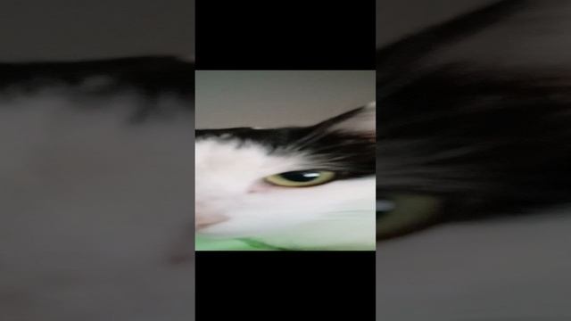 VID_20241208_124037.mp4