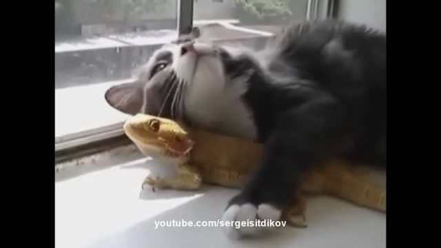 Смешные животные 11