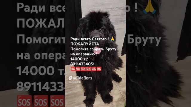 Помогите пожалуйста ! 🙏 #помощьживотным
