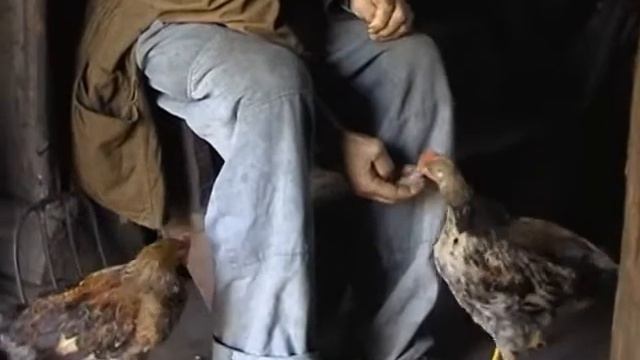 птенцы.wmv