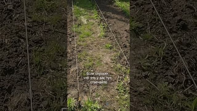 ЧУДО грядки на огороде БУДУЩЕГО