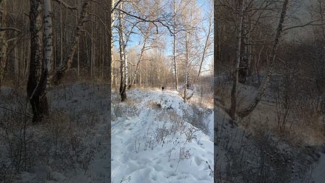 Канадский волк - гибрид. 8 декабря 2024