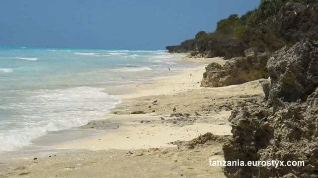 Птицы дикого Занзибара (Wild Zanzibar birds)