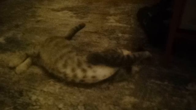 Котик-Рыська!🐈⬛🐈😺