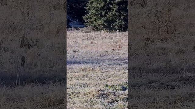 Утро в горах Кавказа,18.11.2024 н. Санаторий " Кавказ"