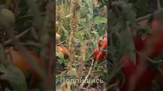 Дорожки к урожаю ВАШЕЙ МЕЧТЫ