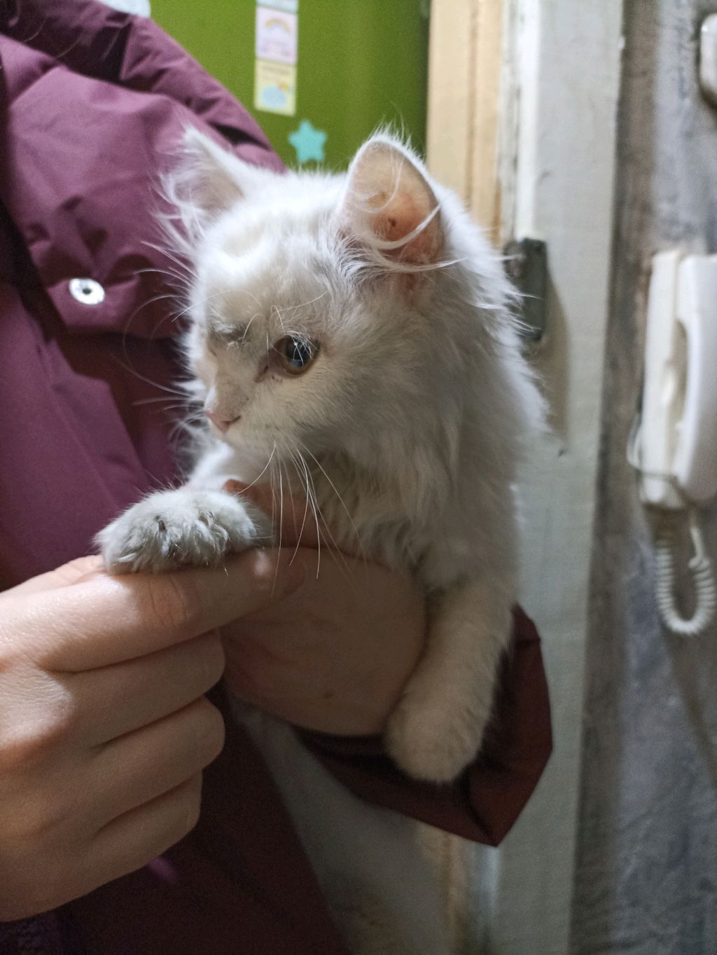 милый кот