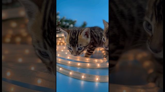 Бенгальские золотые котята 🐯