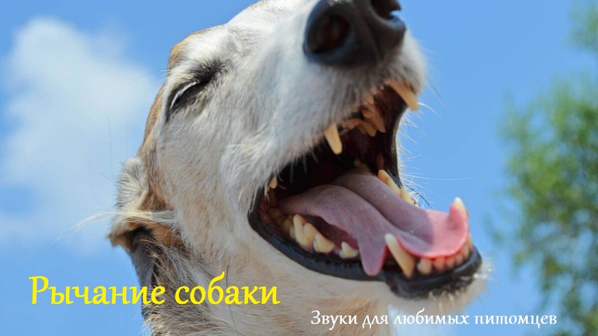 Рычание собаки. Звуки для любимых питомцев