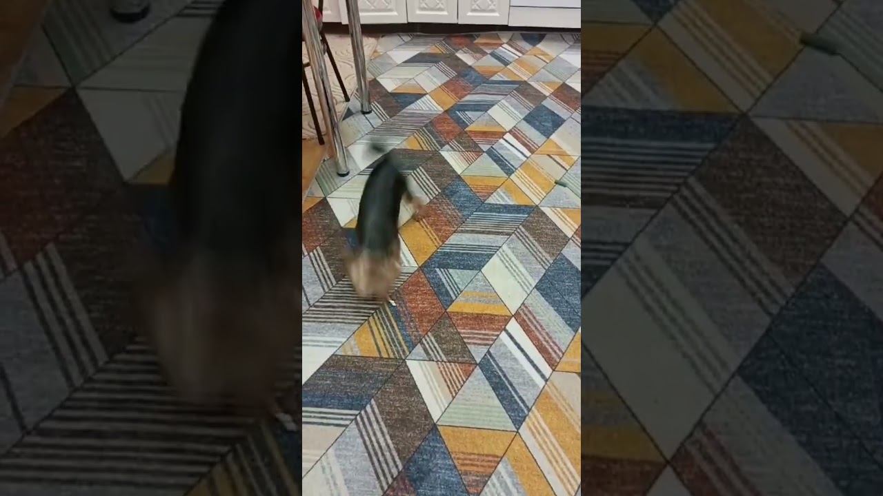 Тоша жжёт ✅
