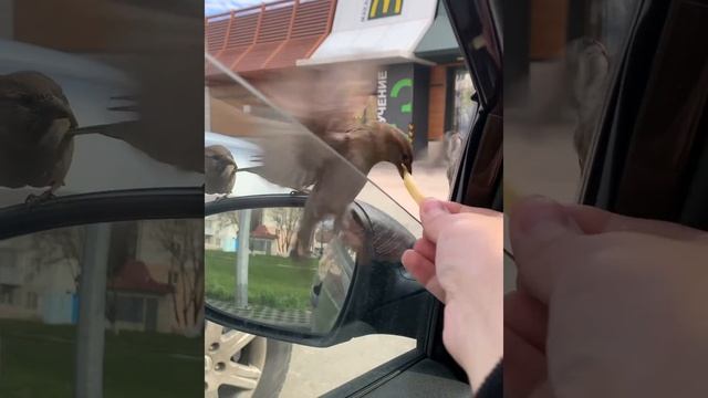 Мак и воробей свободная касса