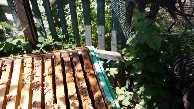 пчелиный рой. день 2