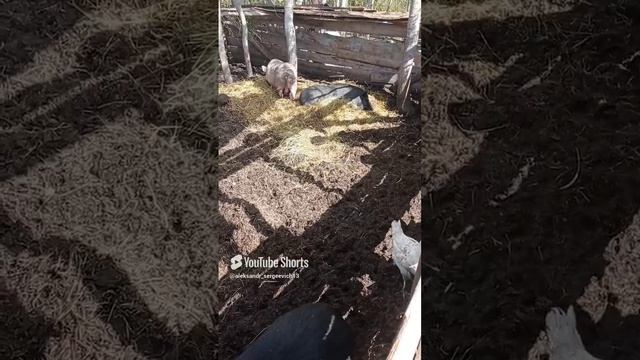 Культурный отдых свиней на природе