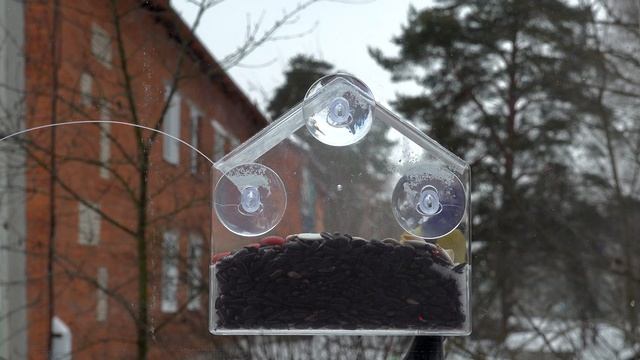 Прозрачная кормушка на окно для птиц привлекает Синиц. Коты сходят от этого с ума!