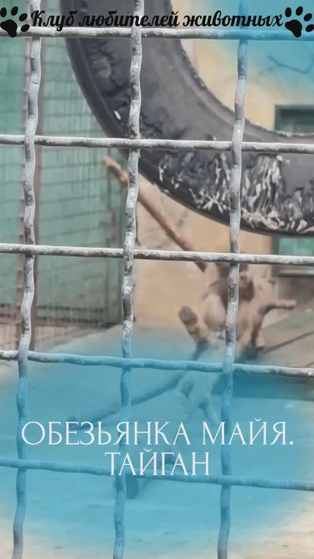 Обезьянка Майя. Тайган