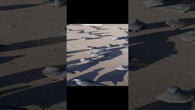 1000044726.mp4
