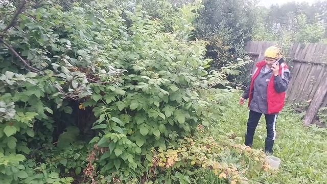 собираем малинку у деда в саду