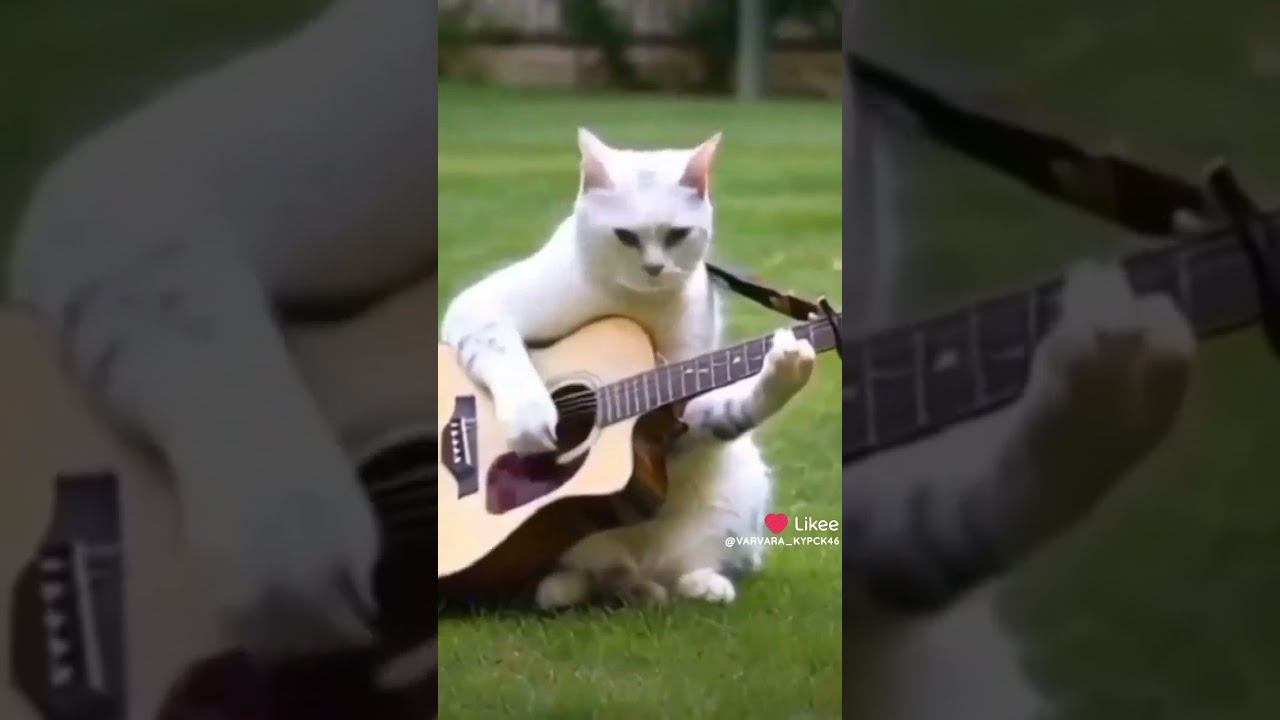 Котик играет на гитаре #video #top #shorts