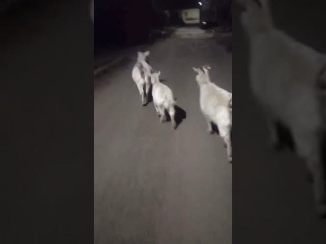 Приключения трёх ульяновских козочек завершились благополучно.